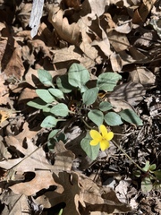 Viola charlestonensis