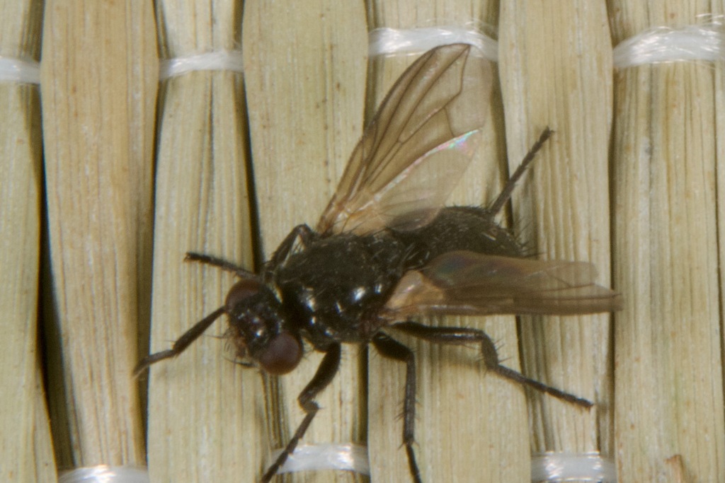 Synactia