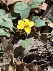 Viola charlestonensis