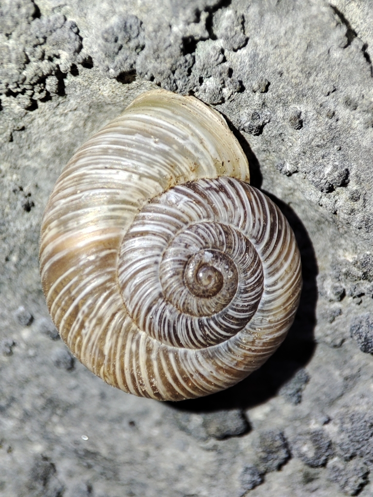 Pyrenaearia organiaca