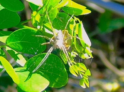 Pisauridae