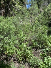 Angelica scabrida