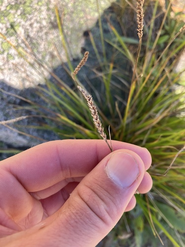 Image of Carex scirpoidea by no rights reserved