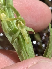 Platanthera tescamnis