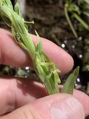Platanthera tescamnis