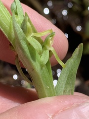 Platanthera tescamnis