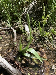 Platanthera tescamnis