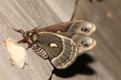 Hyalophora columbia