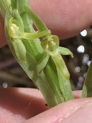 Platanthera tescamnis