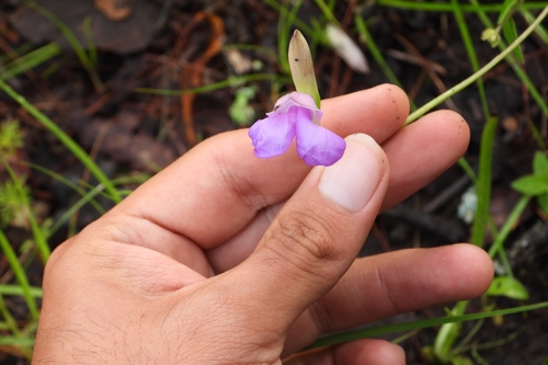 few-flowered bean (Phaseolus pauciflorus)