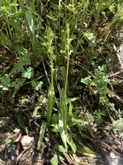 Platanthera tescamnis