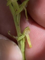 Platanthera tescamnis