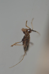 Compsibidion vanum
