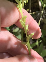 Platanthera tescamnis