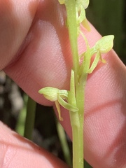 Platanthera tescamnis