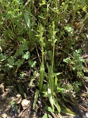 Platanthera tescamnis