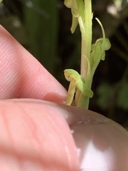 Platanthera tescamnis