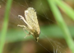 Xerophloea