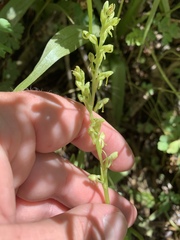 Platanthera tescamnis