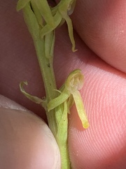 Platanthera tescamnis