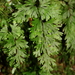 Shiny Filmy-Fern - Photo (c) Alan Melville, some rights reserved (CC BY-NC-ND), uploaded by Alan Melville
