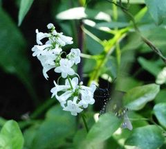Penstemon tubaeflorus