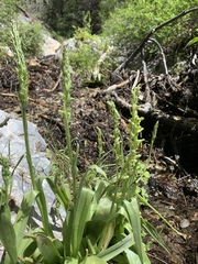 Platanthera tescamnis