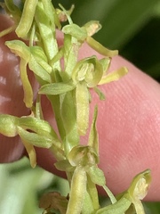 Platanthera tescamnis