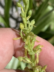 Platanthera tescamnis