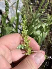 Platanthera tescamnis