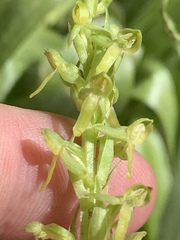 Platanthera tescamnis