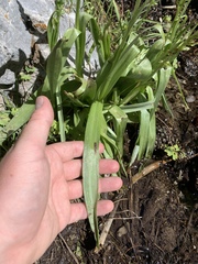 Platanthera tescamnis