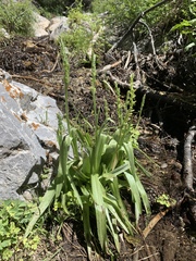 Platanthera tescamnis