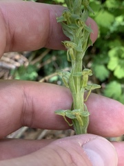 Platanthera tescamnis