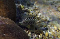 Parapercis australis