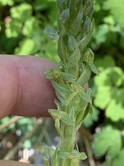 Platanthera tescamnis