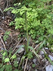 Platanthera tescamnis