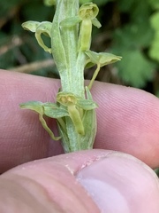 Platanthera tescamnis