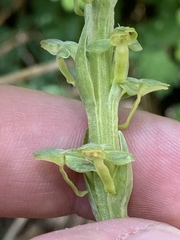 Platanthera tescamnis