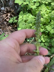 Platanthera tescamnis