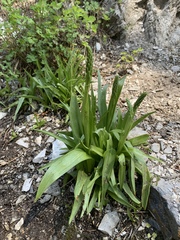 Platanthera tescamnis