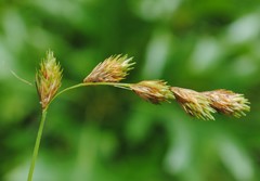 Carex hormathodes