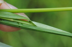 Carex hormathodes