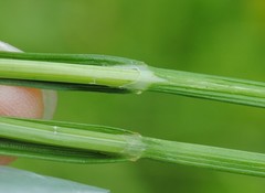 Carex hormathodes
