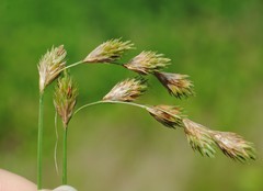 Carex hormathodes