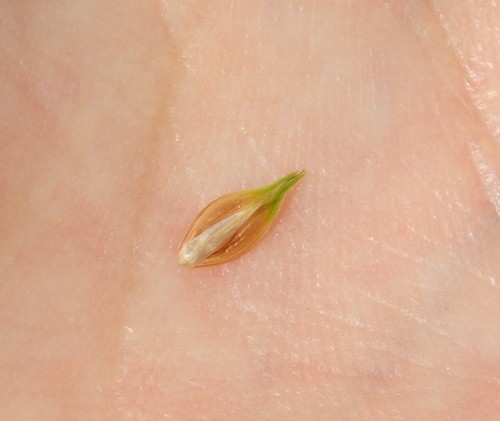 Image of Carex hormathodes by (c) Zihao Wang, some rights reserved (CC BY)