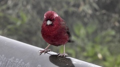 Carpodacus formosanus