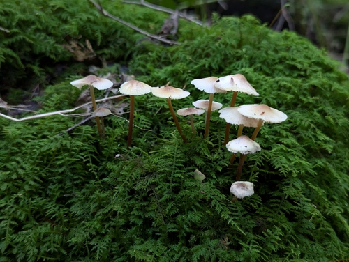Mycena inclinata