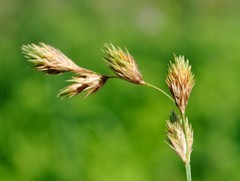 Carex hormathodes