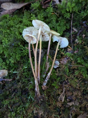 Mycena inclinata (Photo 2 of 2)